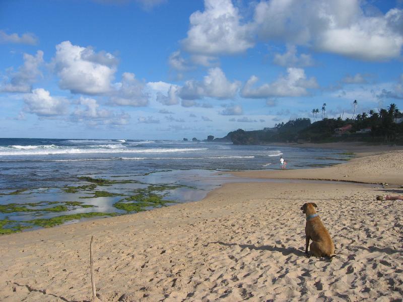 Round House Hotel Bathsheba ภายนอก รูปภาพ